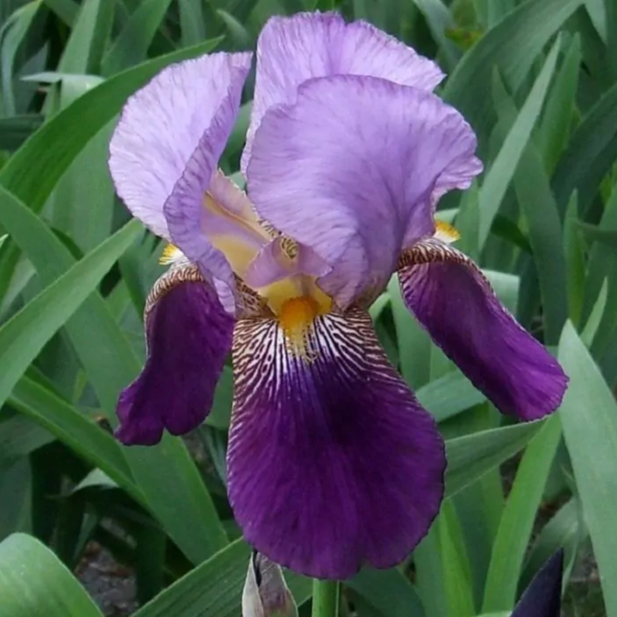 Iris Plants