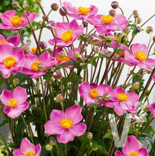 Japanese Anemone Plants