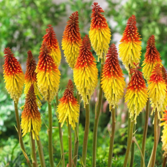 Kniphofia Plants - Red Hot Poker