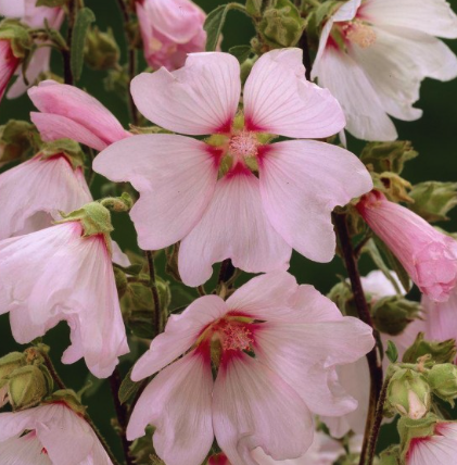 Lavatera Shrubs