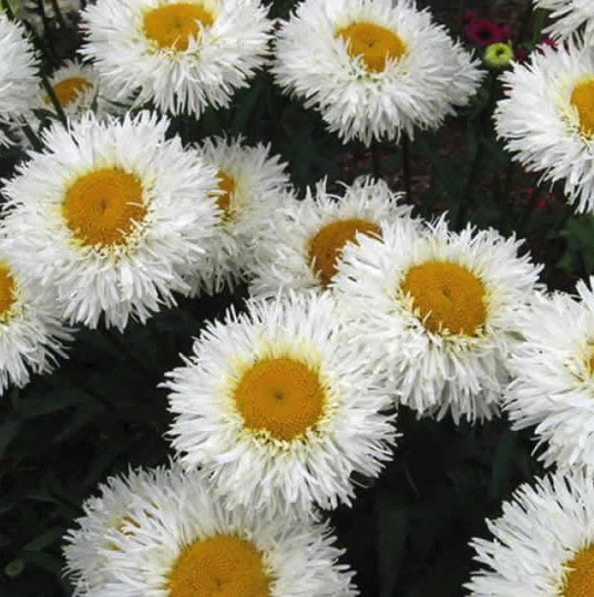 Leucanthemum Plants