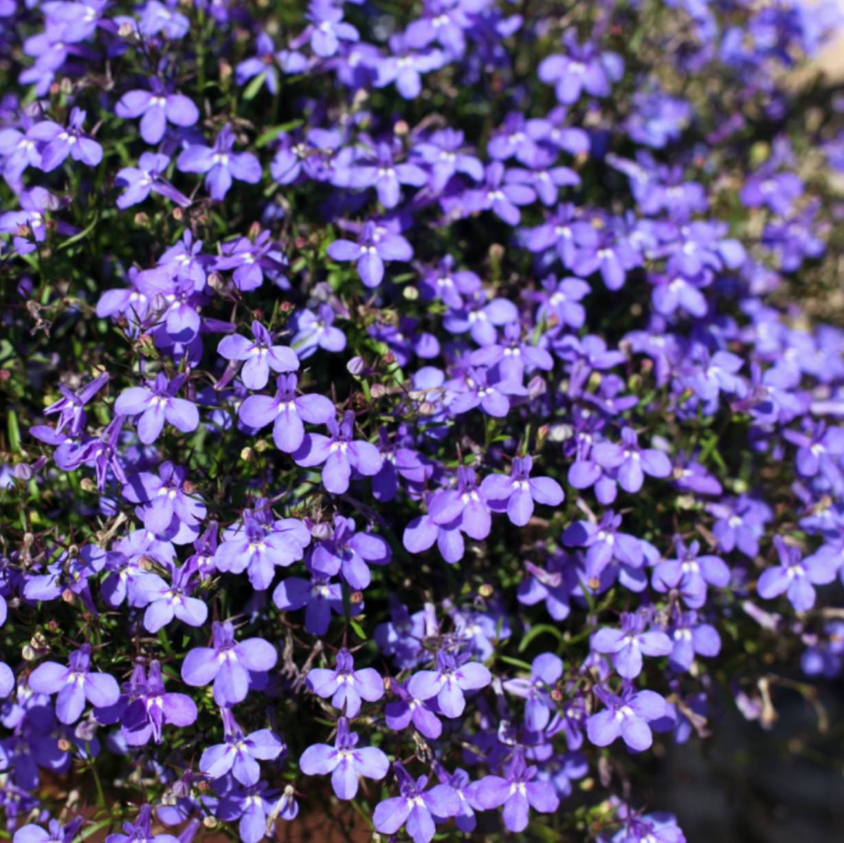 Lobelia Plants