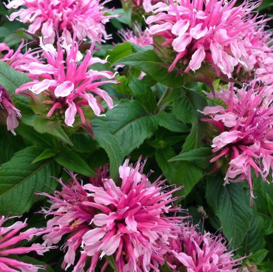 Monarda Plants - Bee Balm