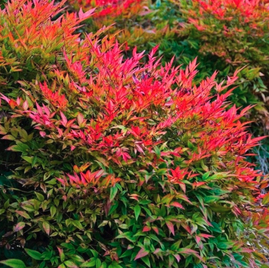 Nandina - Sacred Bamboo