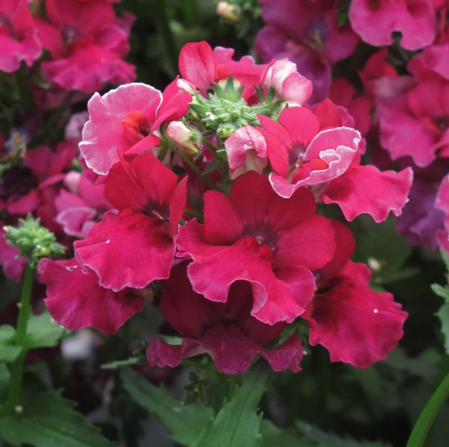 Nemesia Plants