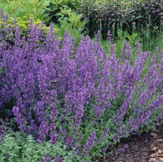 Nepeta Plants - Catmint