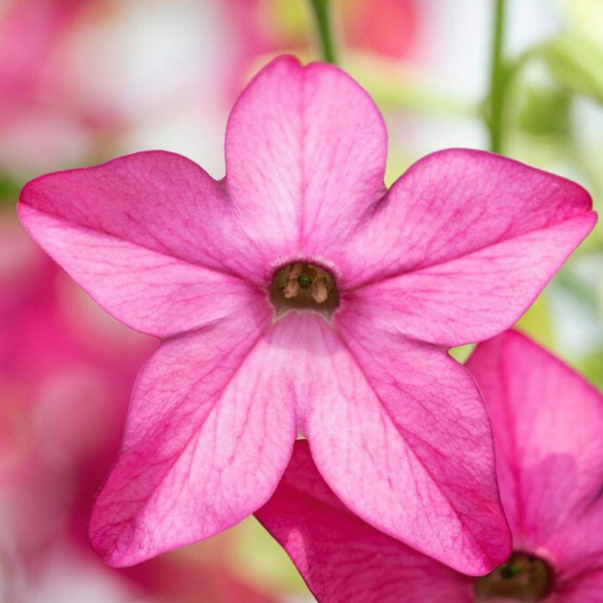 Nicotiana Plants