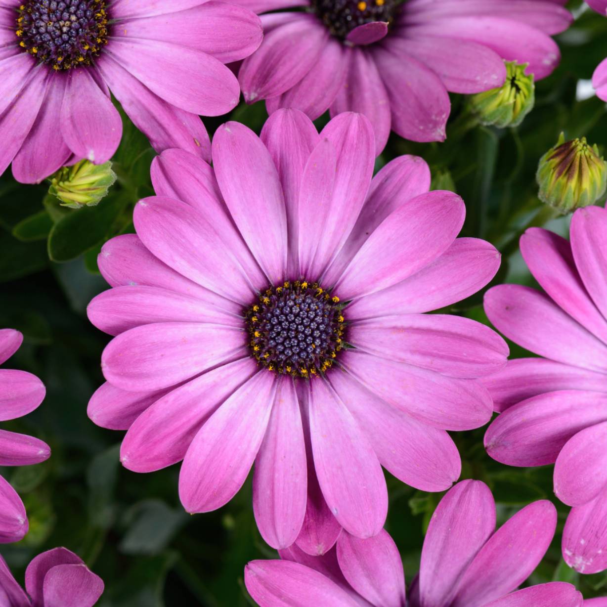 Osteospermum Plants