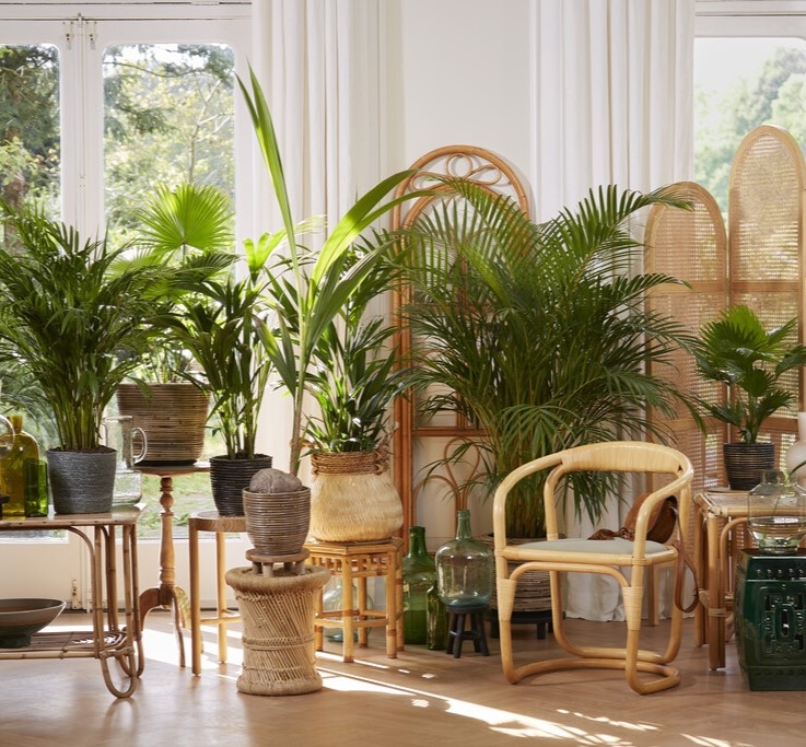 Indoor Palm Plants