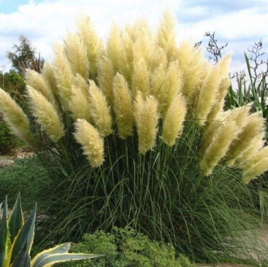Pampas Grass - Cortaderia selloana Plants