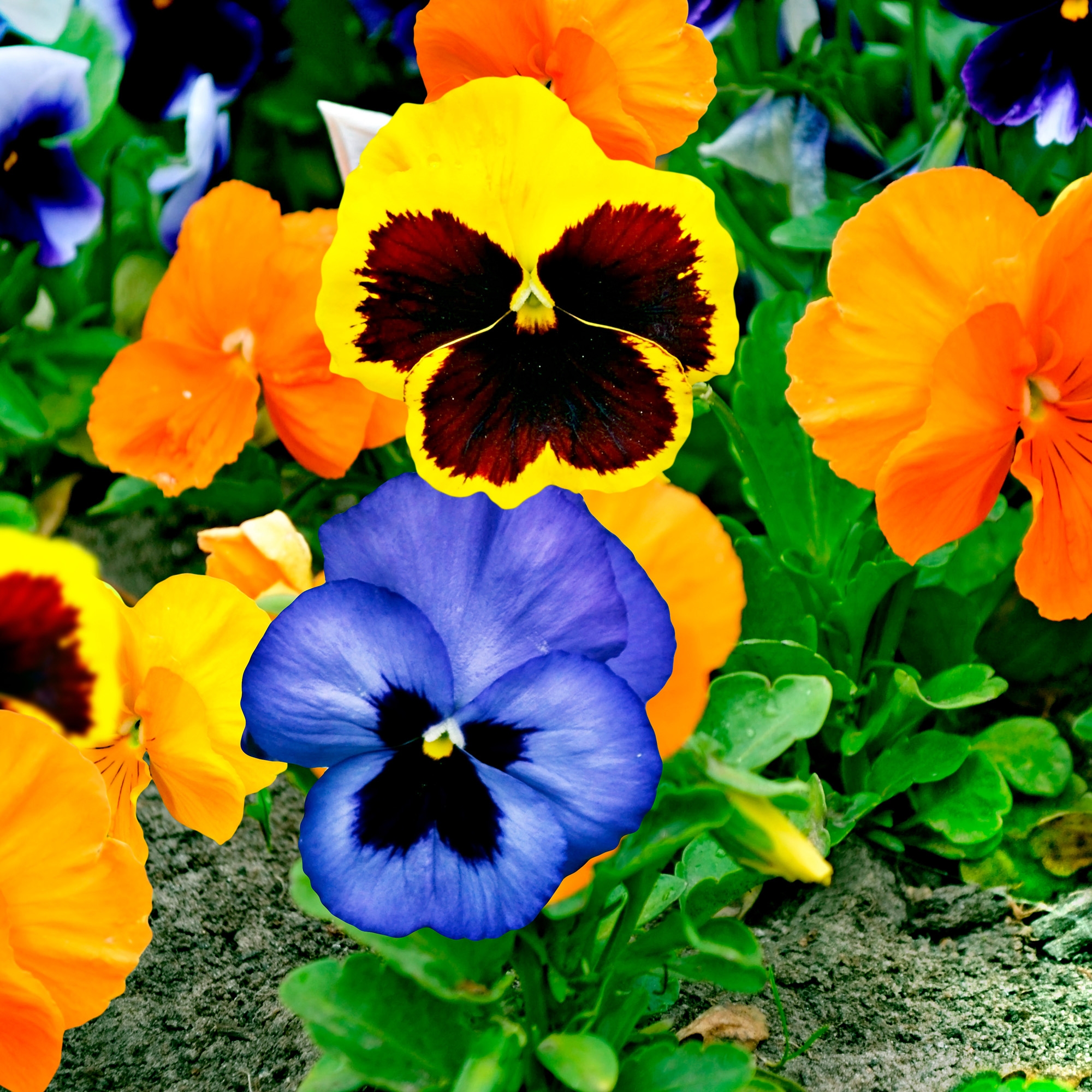 Pansy Flowers