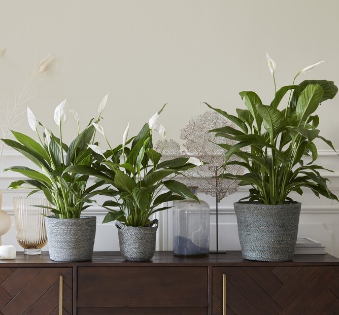 Peace Lily (Spathiphyllum)