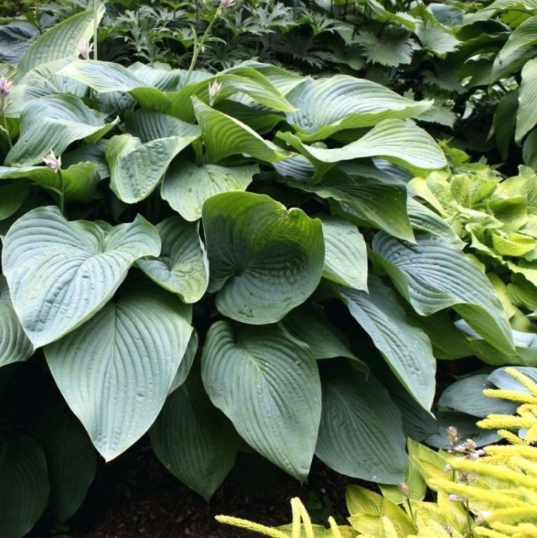 Perennial plants for shade