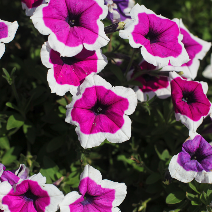 Petunia Plants