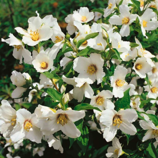 Philadelphus - Mock Orange Blossom