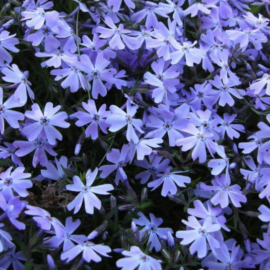 Phlox Plants