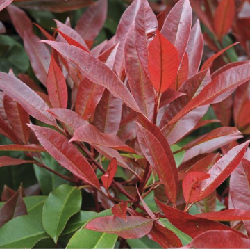 Photinia