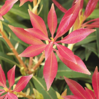 Pieris - Lily of the Valley Shrub