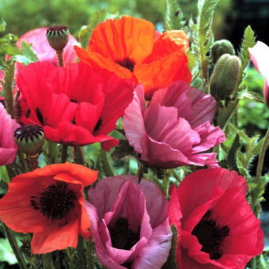 Poppy Plants - Papaver