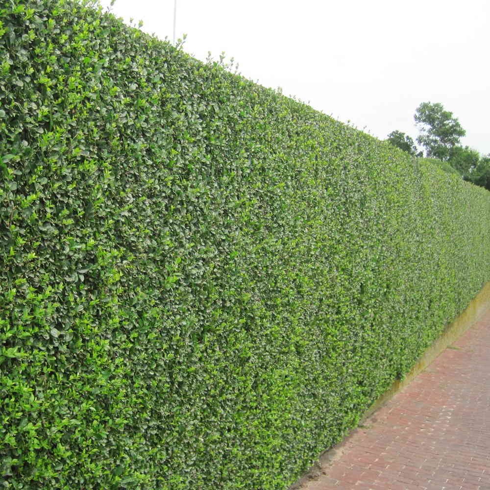 Privet Hedging - Ligustrum ovalifolium