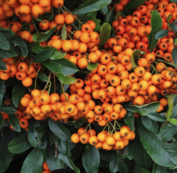 Pyracantha