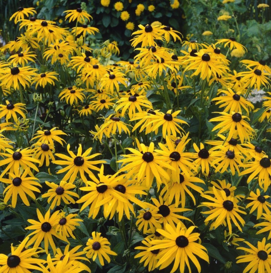 Rudbeckia Plants