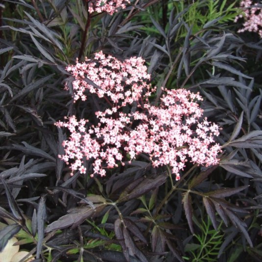 Sambucus - Elder