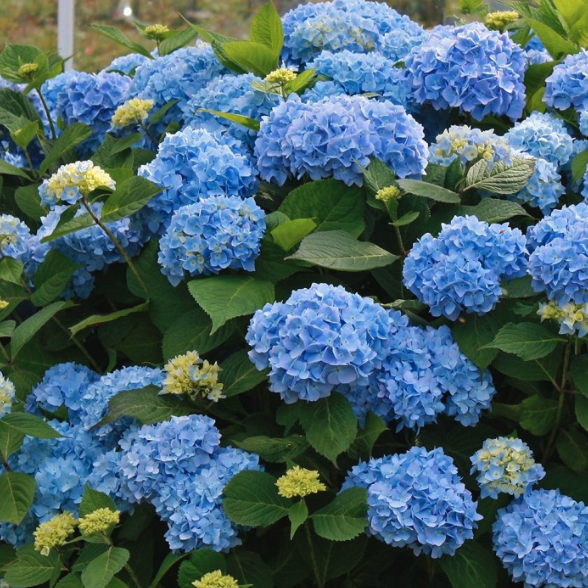 Blue Flowering Shrubs