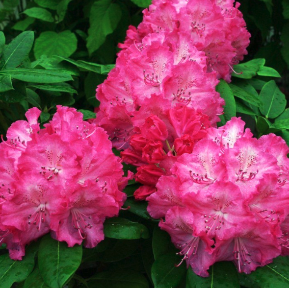 Azalea Shrubs