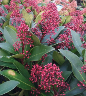 Skimmia