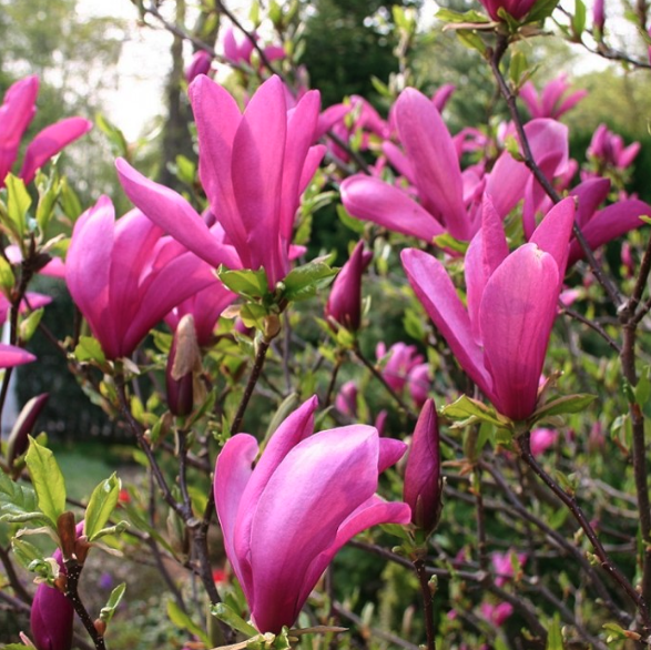 Magnolia Trees and Shrubs