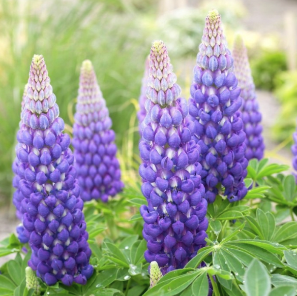 Lupins