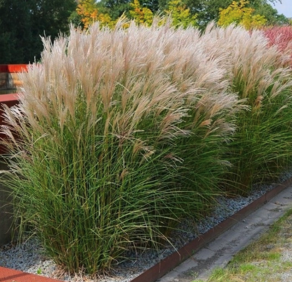 Miscanthus Plants