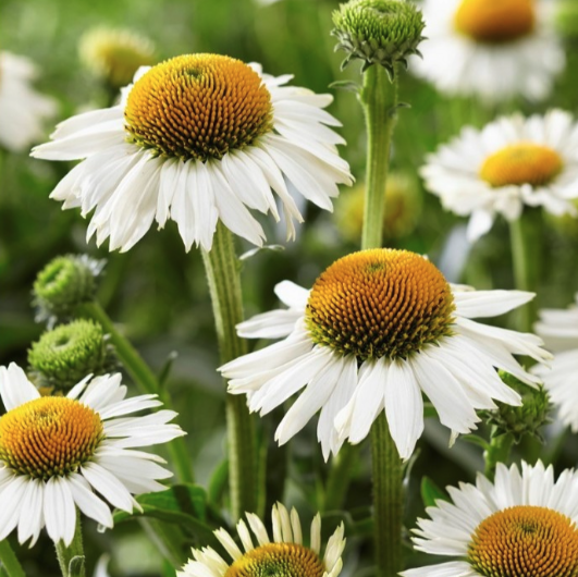 Echinacea Plants