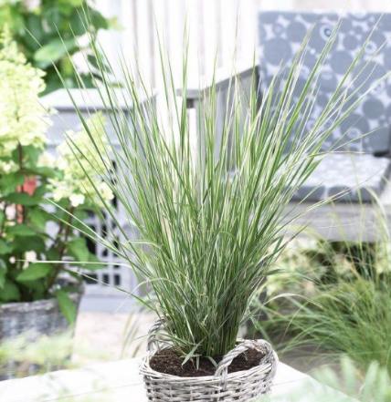 Calamagrostis grasses