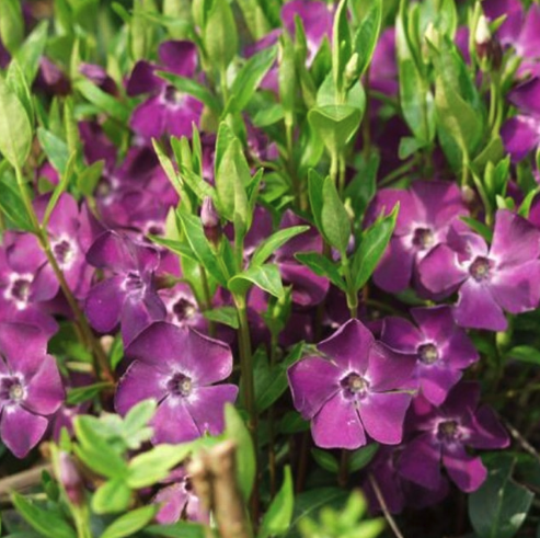 Vinca - Periwinkle Plants