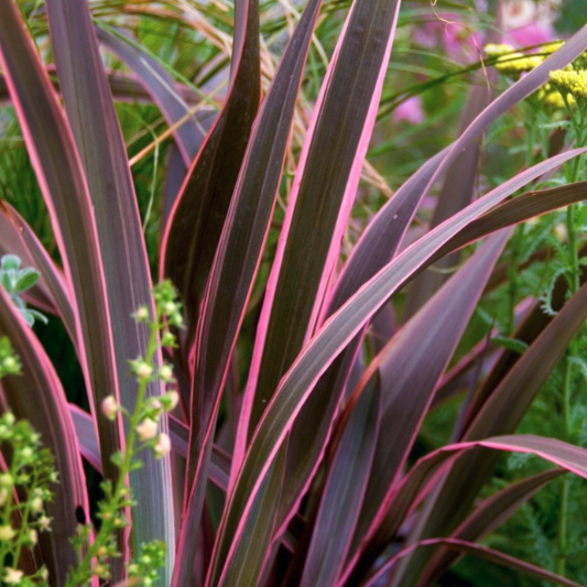 Phormium - New Zealand Flax