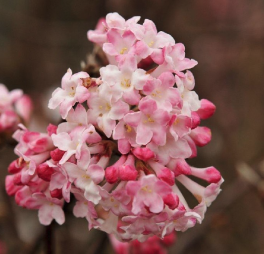 Viburnum