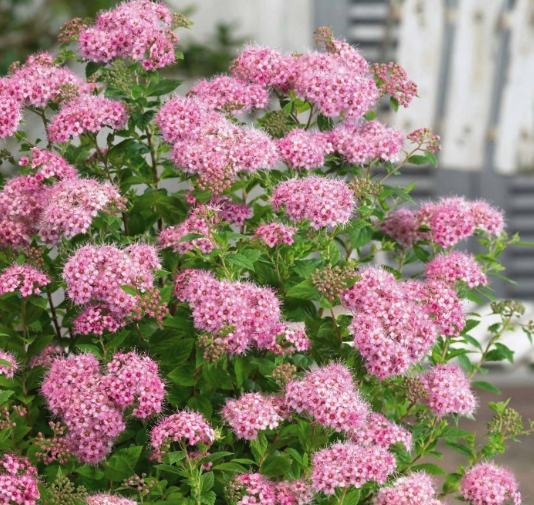 Spiraea