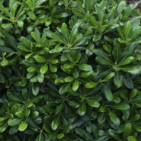 Pittosporum