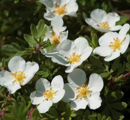 Potentilla Shrubs