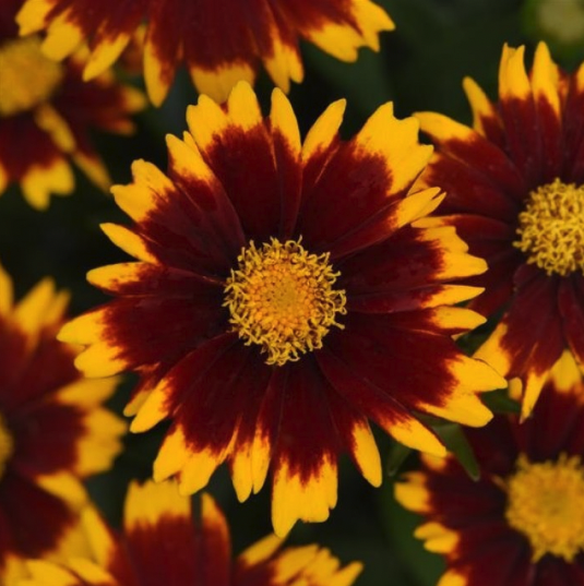 Coreopsis Plants