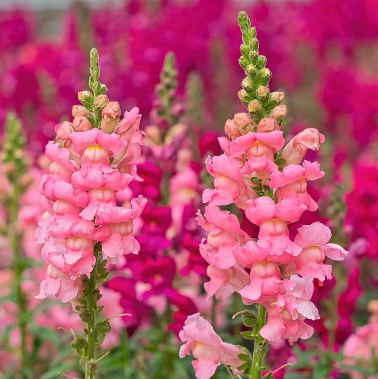 Spring & Summer Bedding Plants