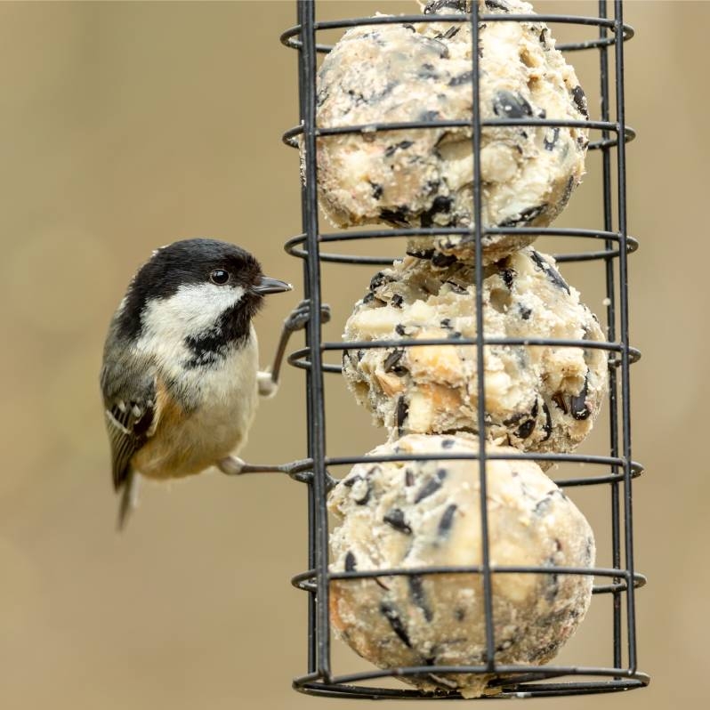 Suet Balls, Blocks & Pellets