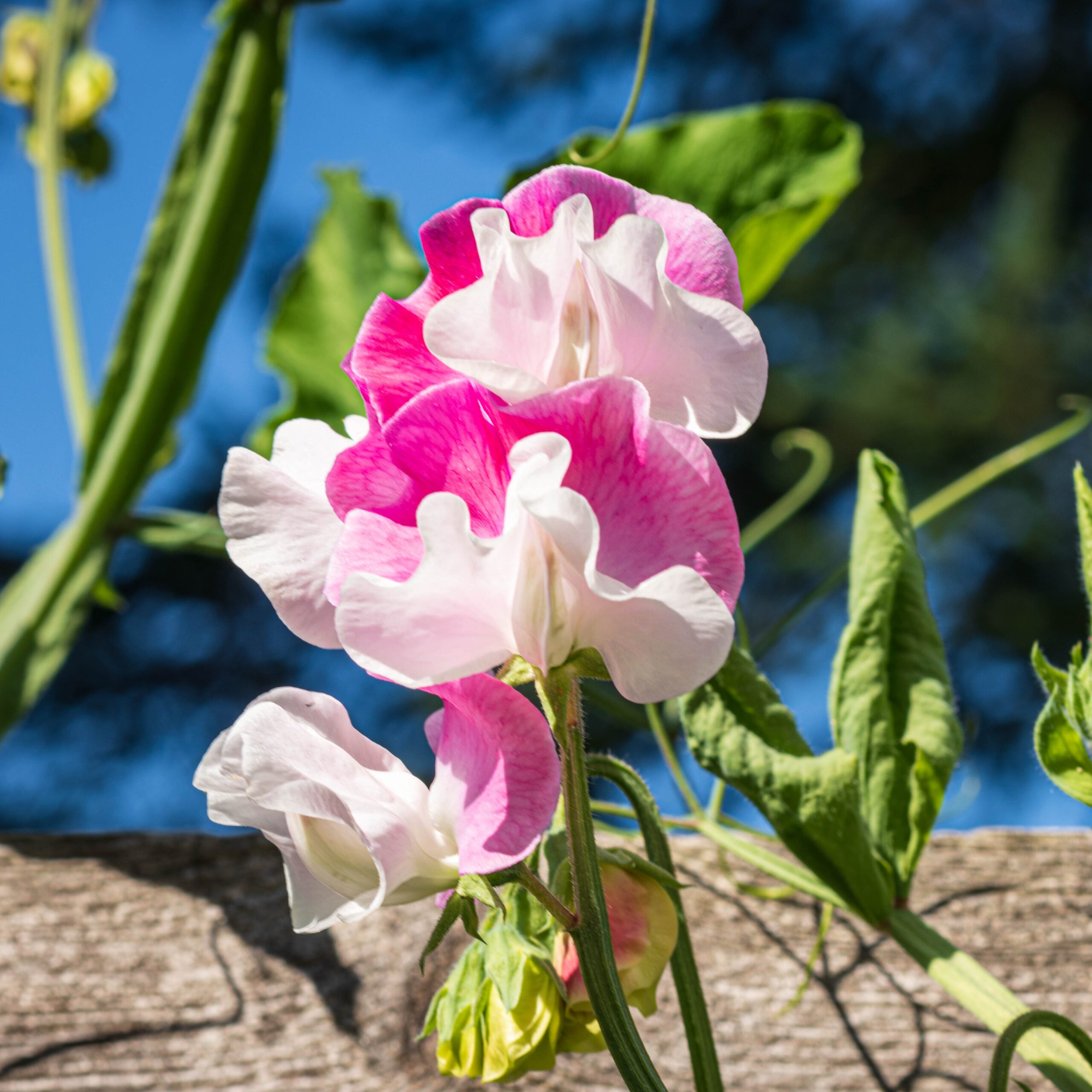Sweat Pea Plants - Lathyrus Plants
