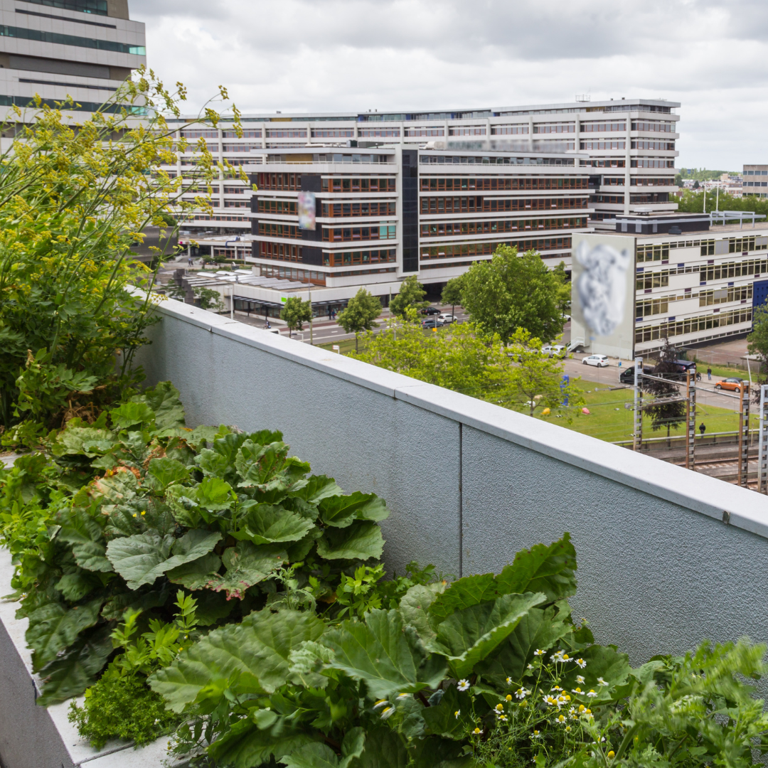 Urban Garden Plants