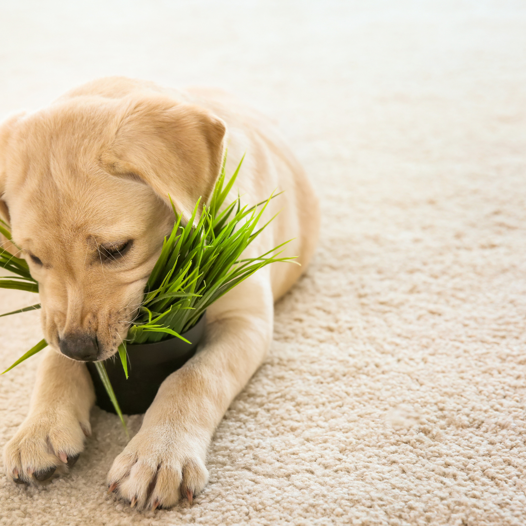 Pet Friendly Houseplants