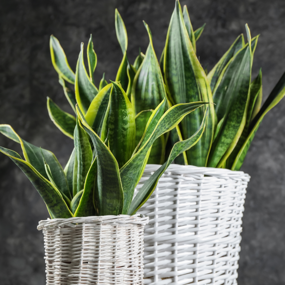 Sansevieria - Snake Plant