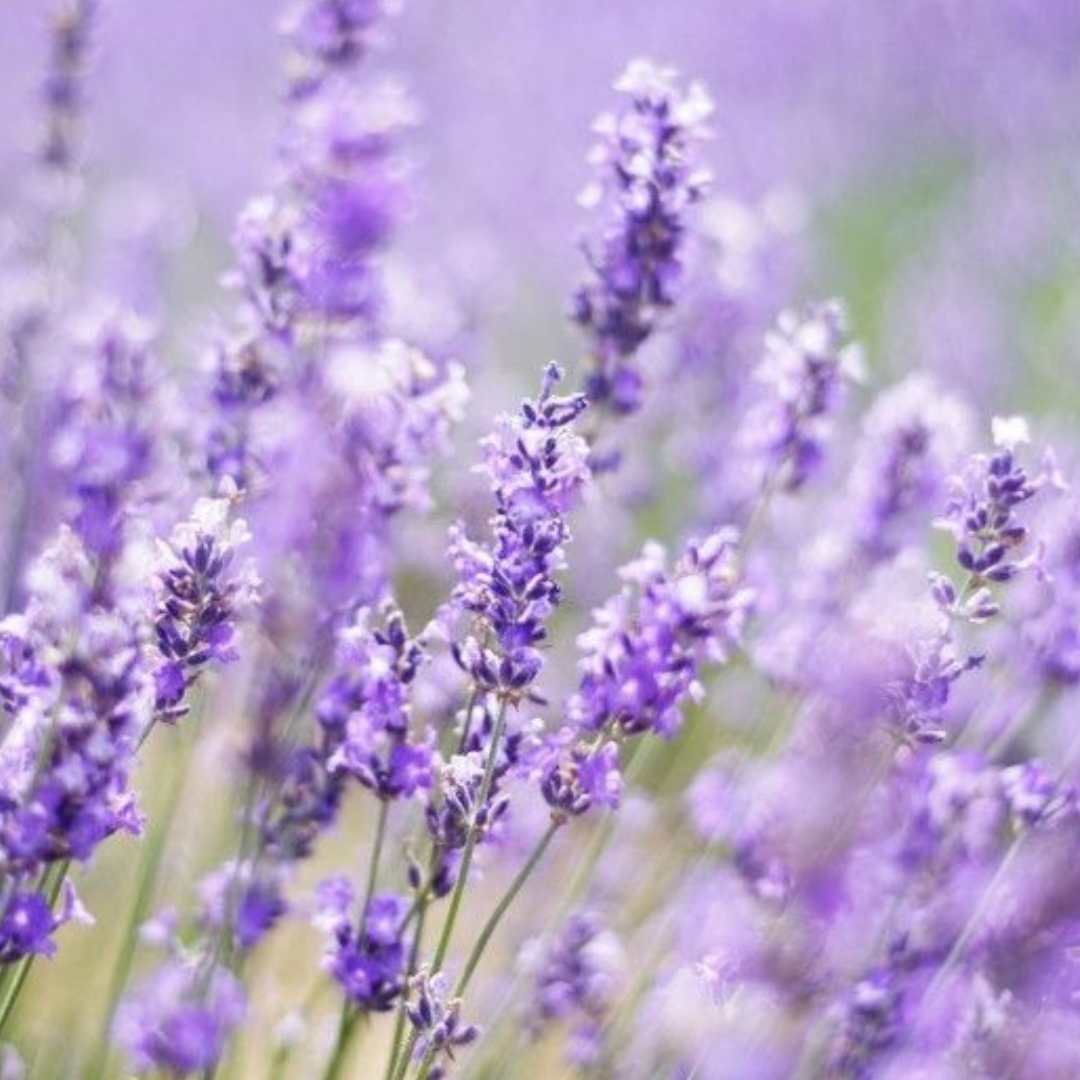 Lavender Plants