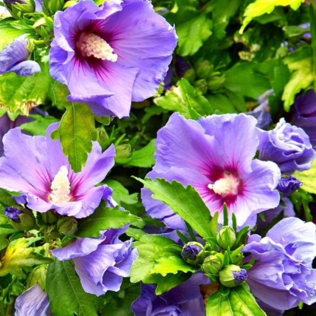 Hibiscus Trees & Shrubs